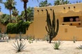 Contrast vegetation of cactus plants and palm trees desert and beach of Baja California Royalty Free Stock Photo