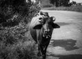 A contrast view of an Indian buffalo walking on the village street.