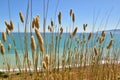 Contrast of yellow and blue, yellow grass and blue sea