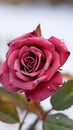 Contrasting beauty Close up view of crimson rose on snowy background