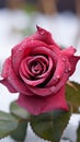 Contrasting beauty Close up view of crimson rose on snowy background