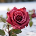 Contrasting beauty Close up view of crimson rose on snowy background