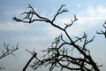 CONTRASTING BLACK BURNT BRANCHES AGAINST PALE BLUE SKY Royalty Free Stock Photo