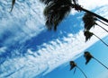 Contrasting blue sky against white clouds, and dancing palm trees
