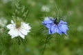 Contrasting blue and white love in a Mist flowers in close up