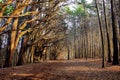 Contrasting coastal trees wind swept Royalty Free Stock Photo