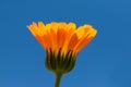 Close up of bright orange yellow flower against bold blue sky  horizontal framing Royalty Free Stock Photo