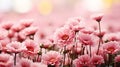 Contrasting daisies on soft bokeh background with storytelling effect and text placement