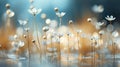 Contrasting daisies in soft bokeh with blurred background and text space for placement