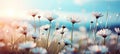 Contrasting daisy colors on soft bokeh background, creating a captivating narrative with text space Royalty Free Stock Photo