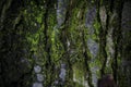 Contrasting dark texture of old wood overgrown with moss Royalty Free Stock Photo