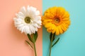 Contrasting Gerbera Daisies on Dual-Colored Background Royalty Free Stock Photo