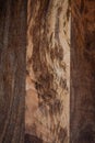 The contrasting pattern of wood on a wooden board from mango tree. The texture of the mango tree Royalty Free Stock Photo