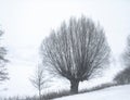 Contrasting photo of frosted trees on the hillside while snowing