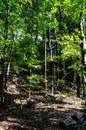 Contrasting Shadows and Highlights within a Lush, Green Forest