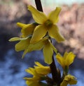 Contrasting yellow flower,spring