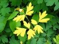 Contrasting Yellow Leaves on Green Royalty Free Stock Photo
