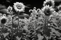 Contrastive Radiance: Sunflowers in Monochrome Dadaist Photomontage AI Generated Royalty Free Stock Photo