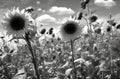 Contrastive Radiance: Sunflowers in Monochrome Dadaist Photomontage AI Generated Royalty Free Stock Photo