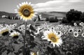 Contrastive Radiance: Sunflowers in Monochrome Dadaist Photomontage AI Generated