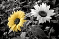 Contrastive Radiance: Sunflowers in Monochrome Dadaist Photomontage AI Generated Royalty Free Stock Photo