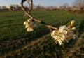 Flowering fruit tree. Fruit industry in central Spain. Plum blossom.