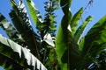 Contrasts of nature, green and blue