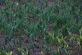 Contrasty filled frame close up background wallpaper shot of small green growing tulip and crocus flower sprouts emerging from the Royalty Free Stock Photo