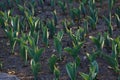 Contrasty filled frame close up background wallpaper shot of small green growing tulip and crocus flower sprouts emerging from the Royalty Free Stock Photo