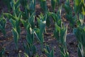 Contrasty filled frame close up background wallpaper shot of small green growing tulip and crocus flower sprouts emerging from the Royalty Free Stock Photo