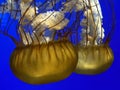 Contrasty Jellyfish 2