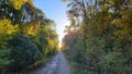 Contre jour forest road Royalty Free Stock Photo