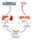 Control of blood oxygen