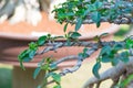 Control branch by wire in Bonsai style of Adenium tree or desert rose in flower pot Royalty Free Stock Photo