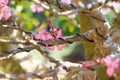 Control branch by wire in Bonsai style of Adenium tree or desert rose in flower pot Royalty Free Stock Photo