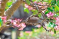 Control branch by wire in Bonsai style of Adenium tree or desert rose in flower pot