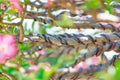 Control branch by wire in Bonsai style of Adenium tree or desert rose in flower pot Royalty Free Stock Photo