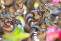 Control branch by wire in Bonsai style of Adenium tree or desert rose in flower pot Royalty Free Stock Photo