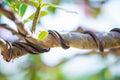 Control branch by wire in Bonsai style of Adenium tree or desert rose in flower pot Royalty Free Stock Photo