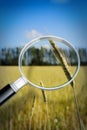 Control of growth and research of wheat diseases - concept image Royalty Free Stock Photo