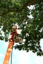 Control of the Oak Processionary