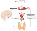 Control of thyroid hormone production Royalty Free Stock Photo