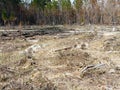 Controlled Burn Area in Forest