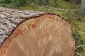 Controlled deforestation inside an Italian forest. Cross section of a young pine tree