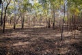 Aftermath Of A Controlled Fire In The Australian Bush Royalty Free Stock Photo