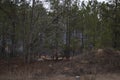 A controlled forest fire burn in the Winter distant