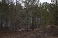 A controlled forest fire burn in the Winter in rural Georgia