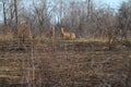 Two Deer in Early Spring Field After a Controlled Burn