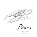 Contur line drawing. line art beans in a pod Vector