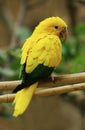 CONURE DOREE guaruba guarouba Royalty Free Stock Photo